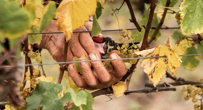 Vintage 2021 and the Art of Winemaking: A Living Expression of Nature