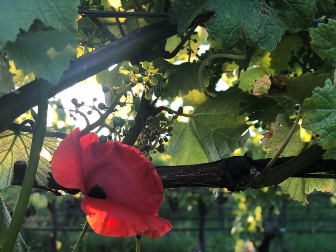 Vineyard Talk - flowering is over and vintage 2021 is looking good...
