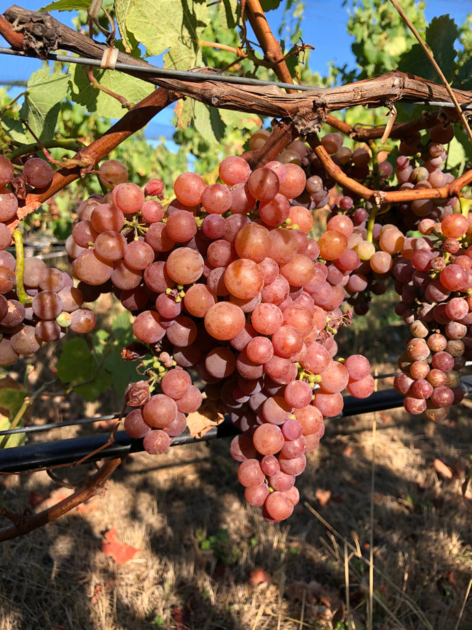 Gewürztraminer! One of our first picks this harvest...