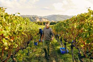 Harvest Interview with Vigneron Hans Herzog.