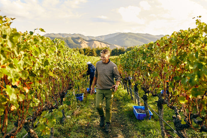 Harvest Interview with Vigneron Hans Herzog.