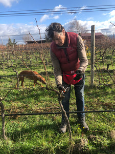 Vineyard Talk - Pruning