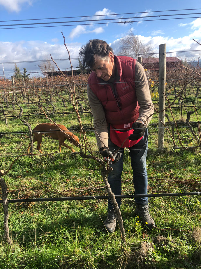 Vineyard Talk - Pruning