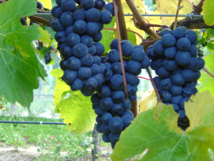 Wine Talk - Pinot Noir