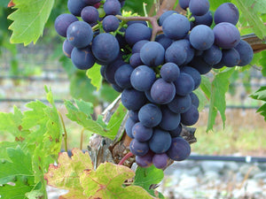 Montepulciano – one of our most iconic last picks at harvest!