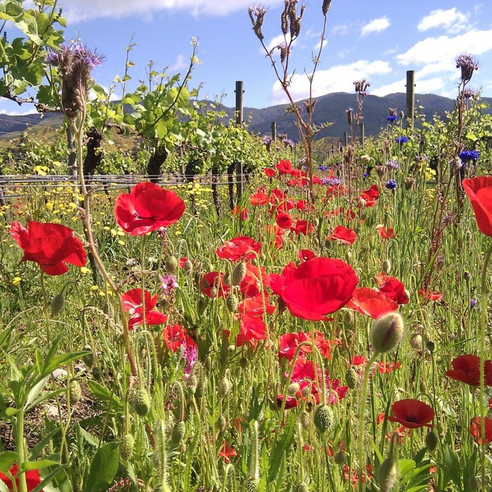Vineyard Talk: Spring 2021 Update