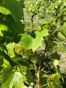 Flowering - Chardonnay 2020