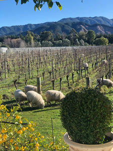 Vineyard Talk - Winter Business