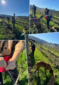 Discover the Magic of Winter in our Vineyard !
