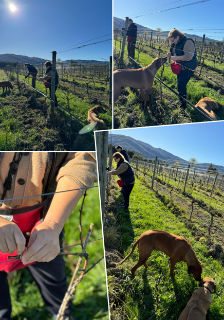 Discover the Magic of Winter in our Vineyard !