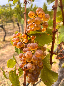 Vineyard what's up: