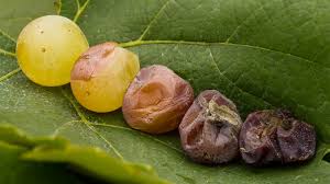 Discover the Magic of Noble Rot, Botrytis in Winemaking !