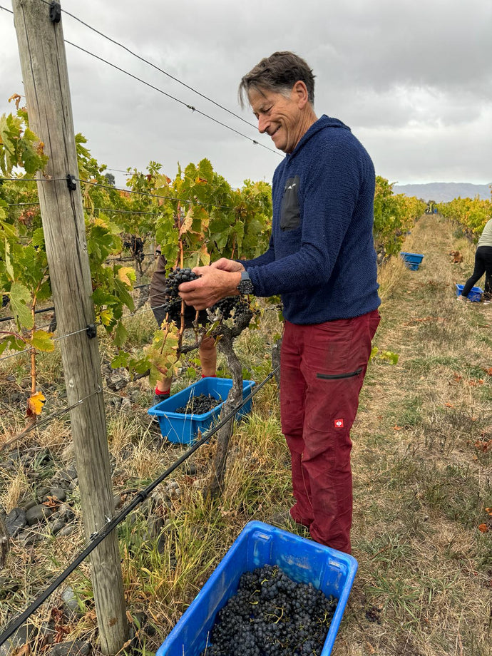 Let's talk wine - natural winemaking - Chardonnay