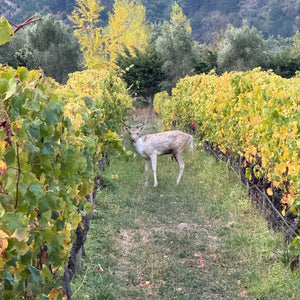 From the estate: