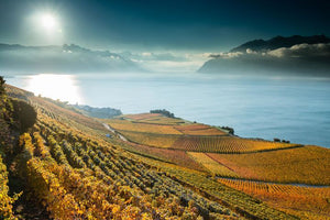 What is your favourite wine?